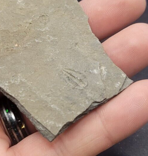 Flexicalymene Fossil Trilobite (REAL) Arnheim Formation Ohio Ordovician OT1
