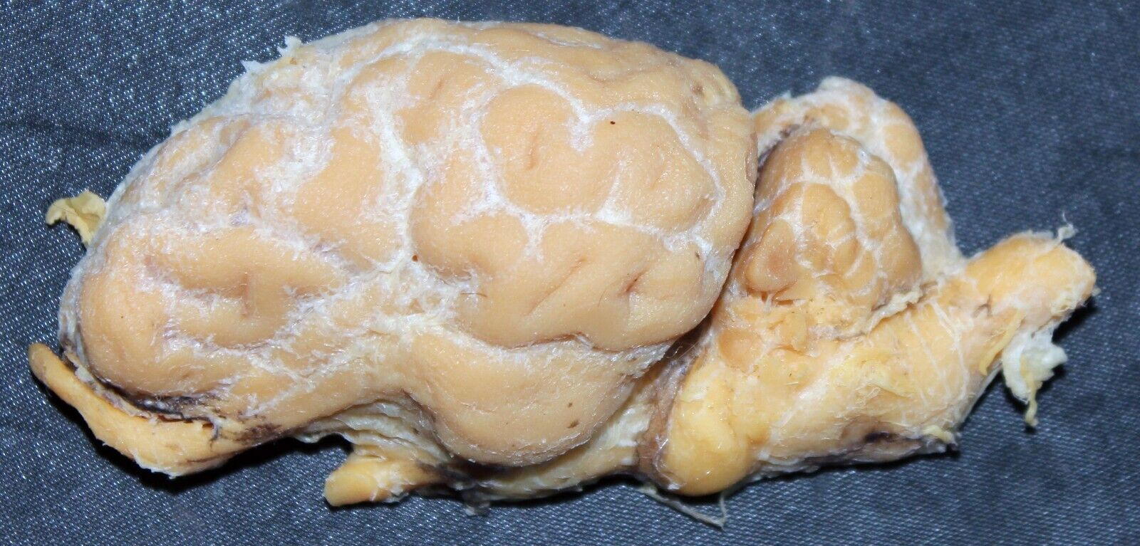 Sheep brain anatomy plastinated specimen- by Elnady technique 
