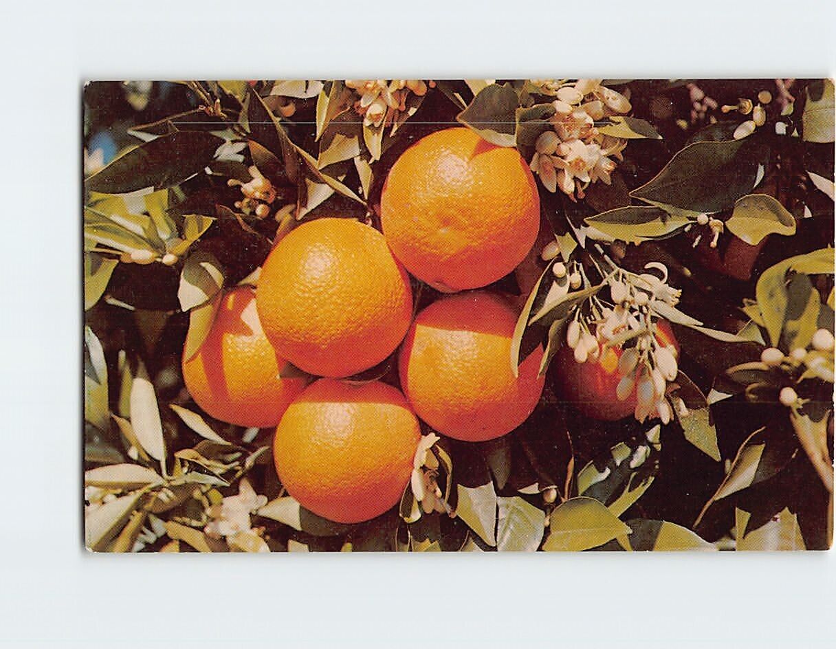 Postcard Magnificent Diplay of Fruit and Blossoms Southland Orange Groves