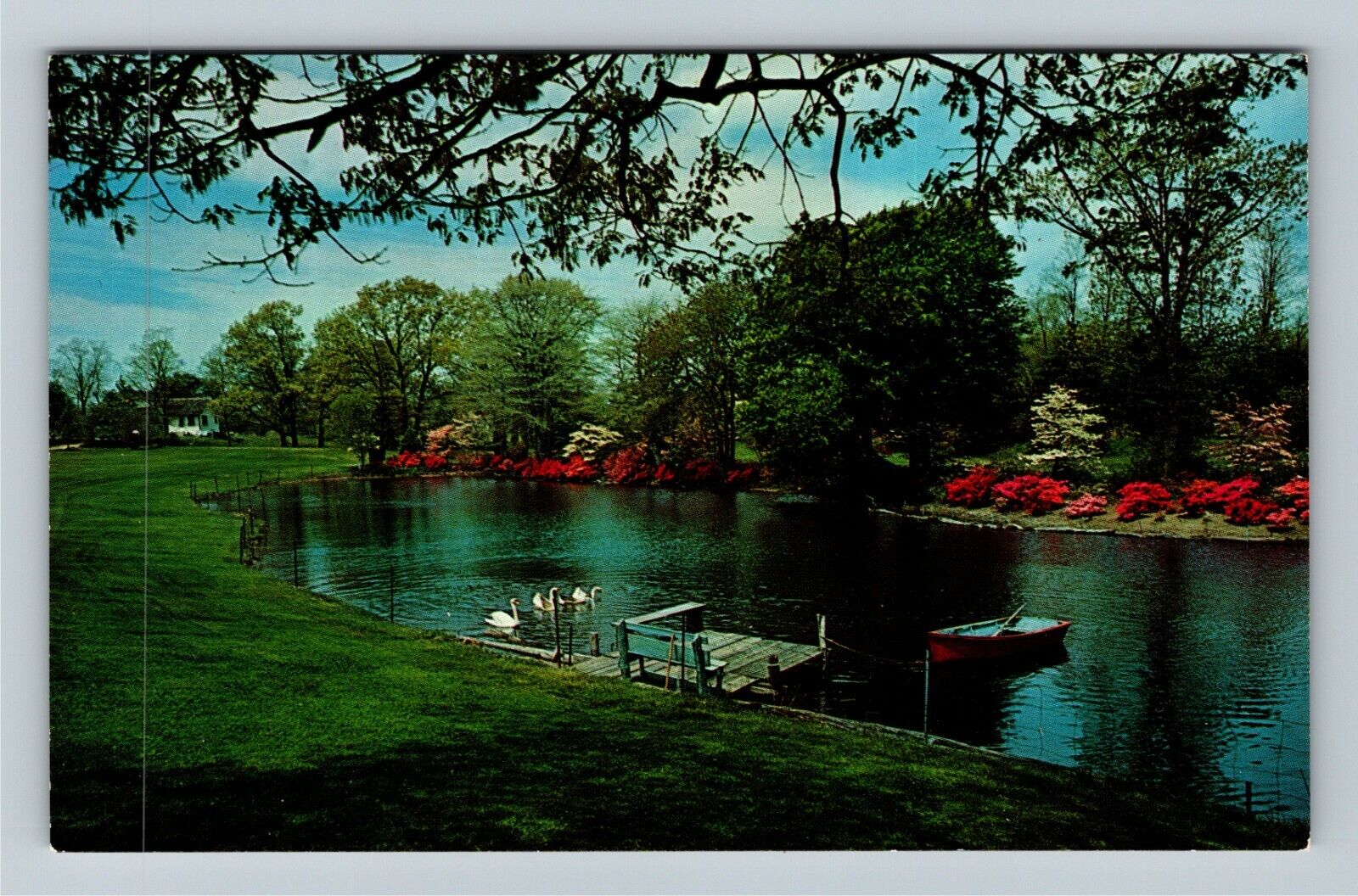 Long Island NY-New York Shelter Island, Dickerson\'s Pond, Swans Vintage Postcard