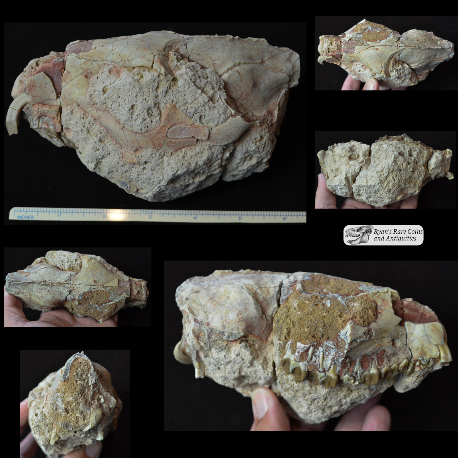 Oreodont Upper Skull Unprepped, Merycoidodon gracilis Fossil, Badlands, SD O1542