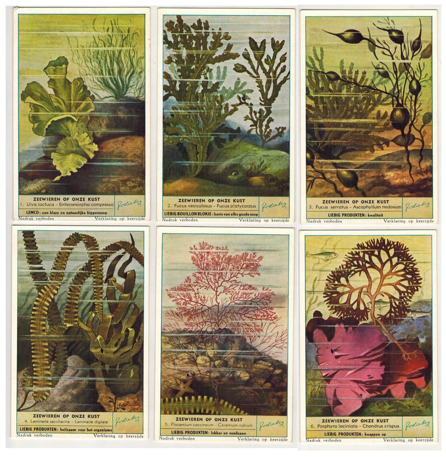 Liebig S1557 Set 6 Cards Marine Algae Encountered on Our Coast Flemish Ed. 1953
