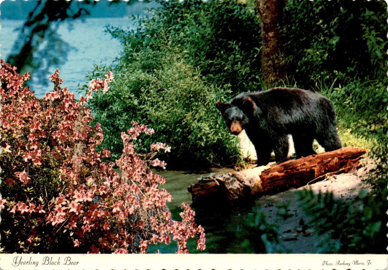 Vintage 1970 Black Bear Postcard - Dexter SUPREME