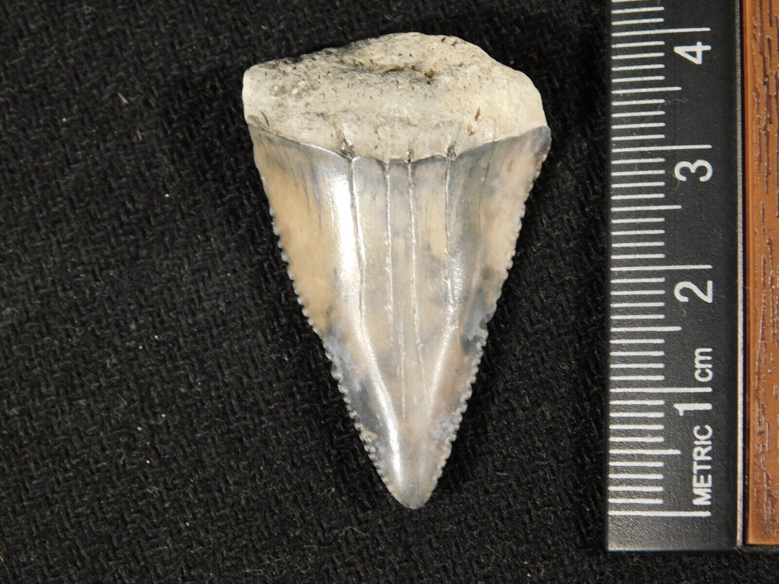 ANCESTRAL Great White SHARK Tooth Fossil SERRATED 100% Natural 6.8gr