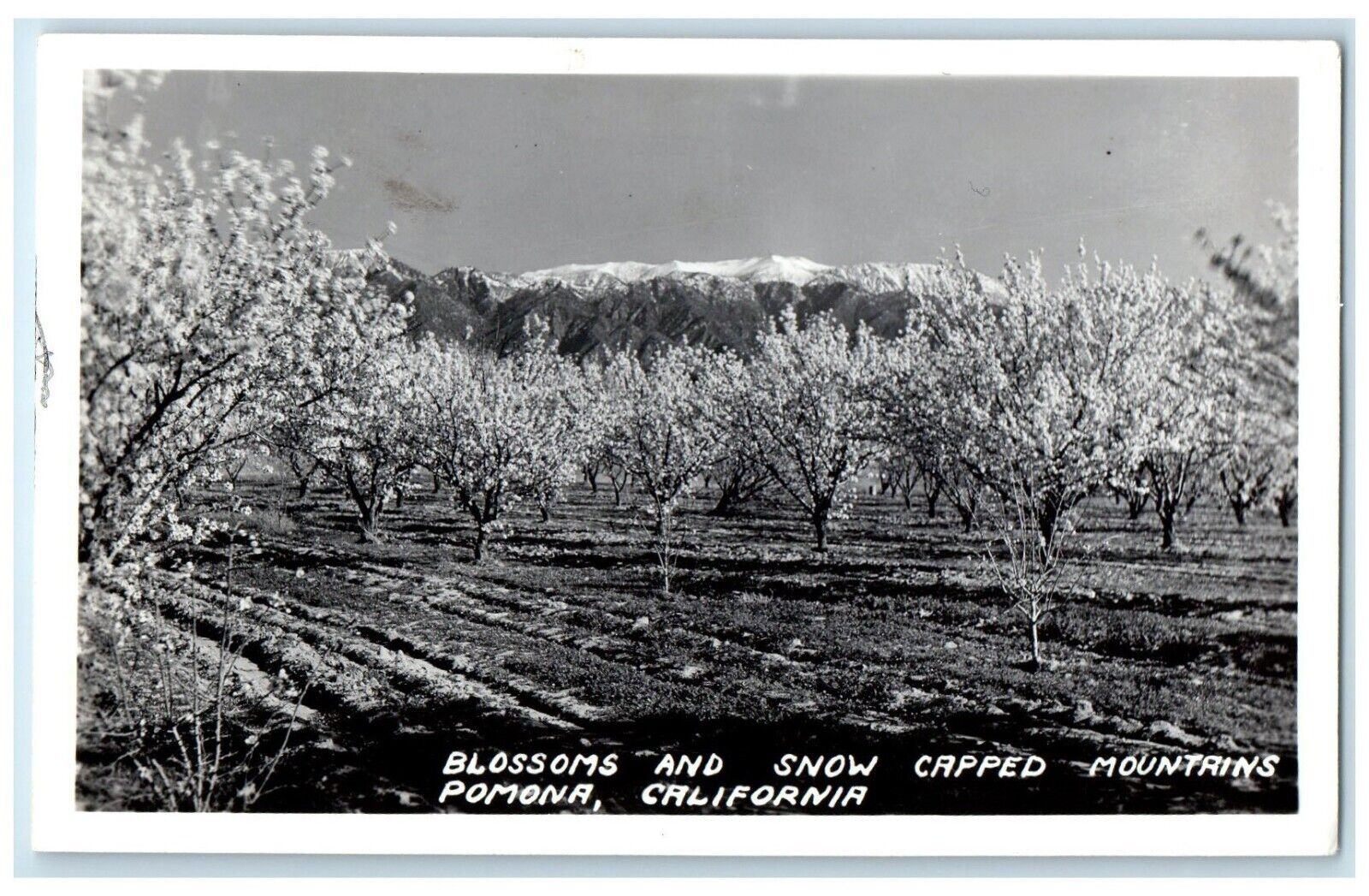 c1940's Blossoms Snow Capped Mountains Pomona California CA RPPC Photo Postcard