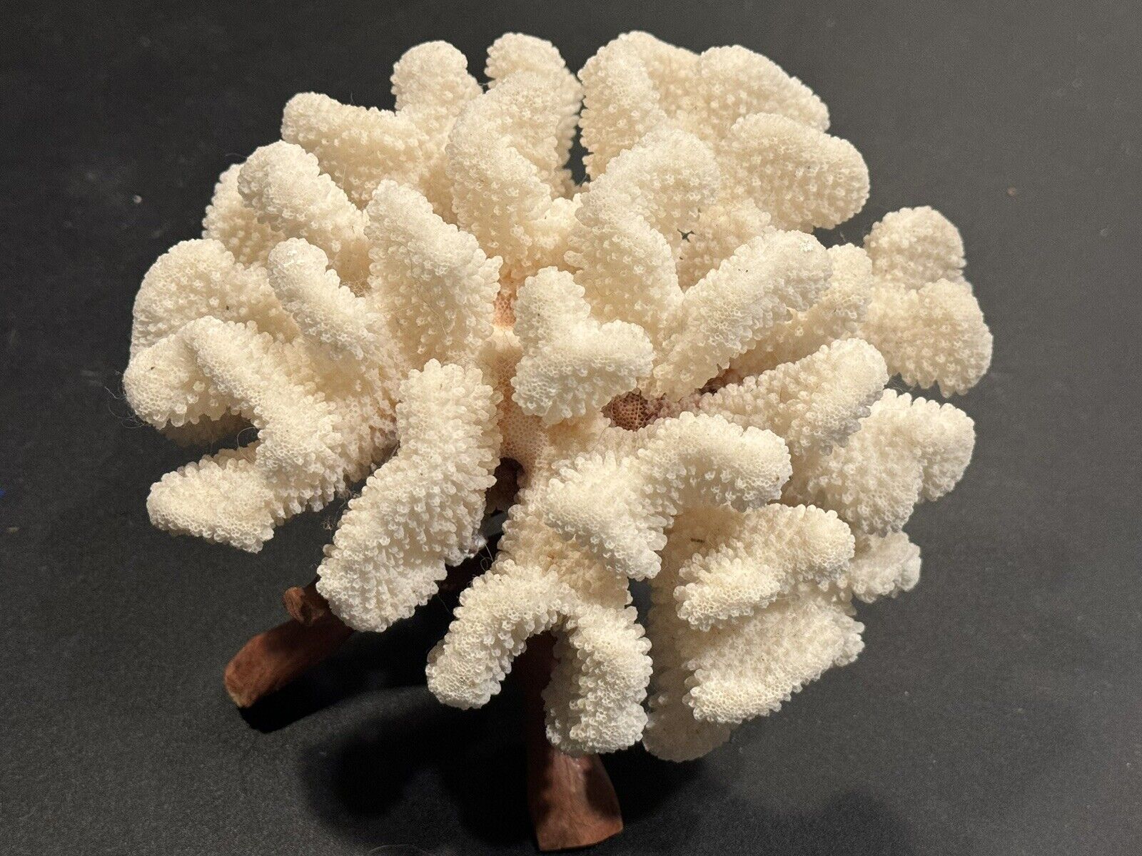 Natural Real Coral White Reef Decor Approximately 7” Diameter