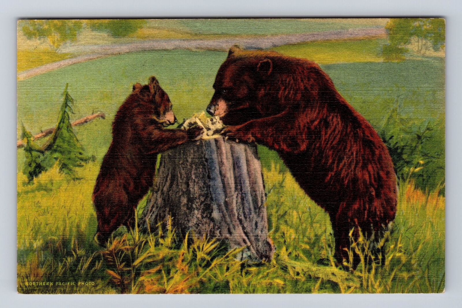 Yellowstone National Park, Two Brown Bears, Series #931, Vintage Postcard
