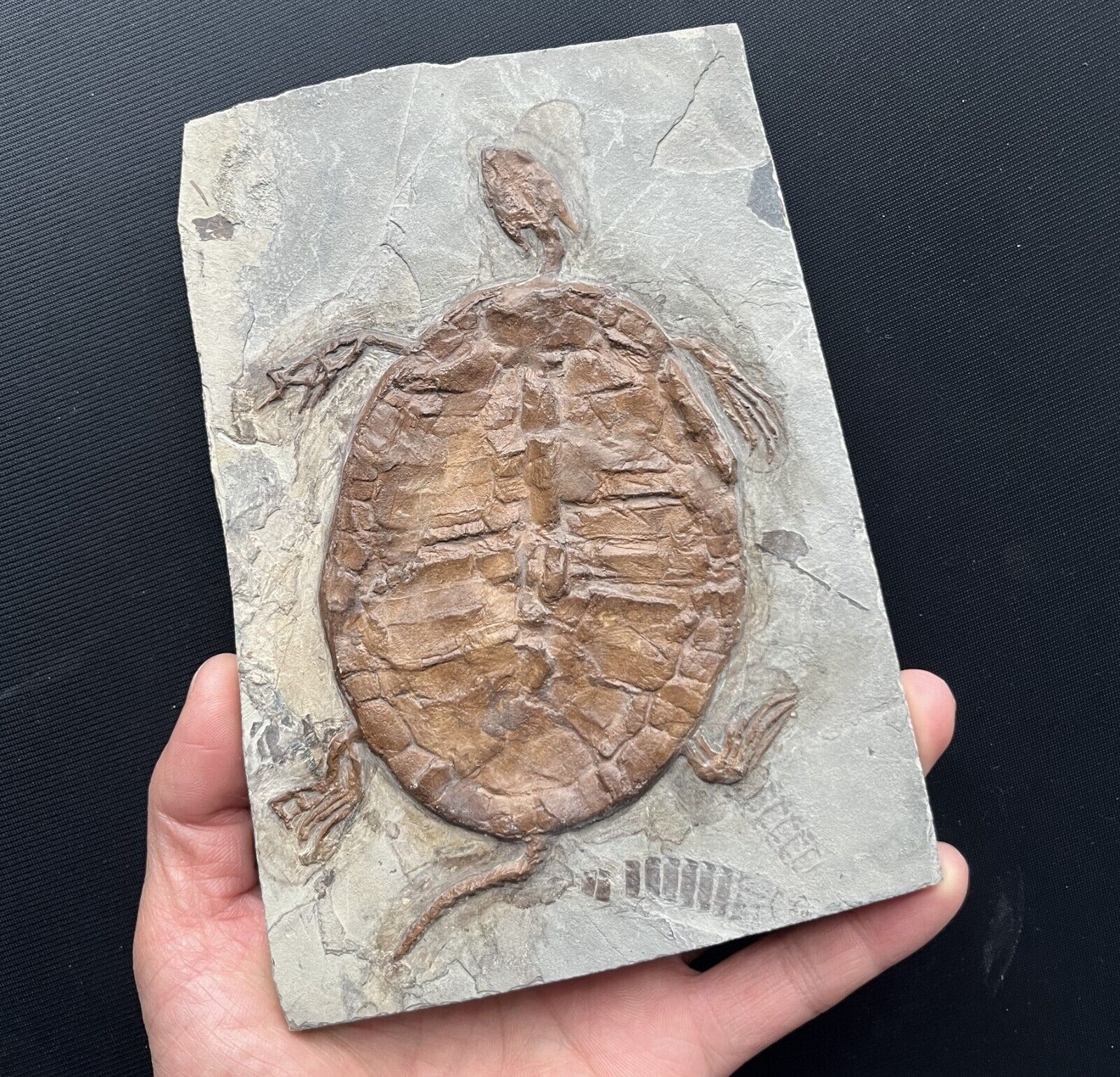 Last One Real Turtle Fossil Rare Chinese Best Triassic Keichousaurus Collection