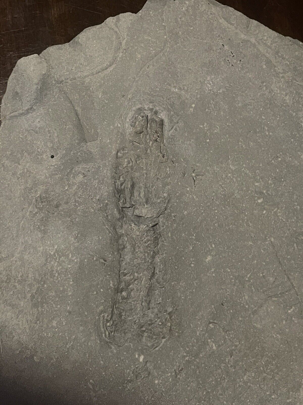 Rare Fossil Unknown Impression 