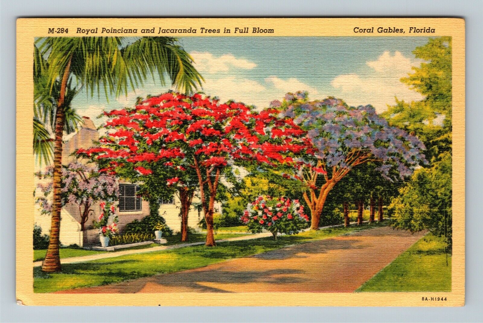 Coral Gables FL-Florida, Royal Poinciana Jacaranda Trees, c1943 Vintage Postcard