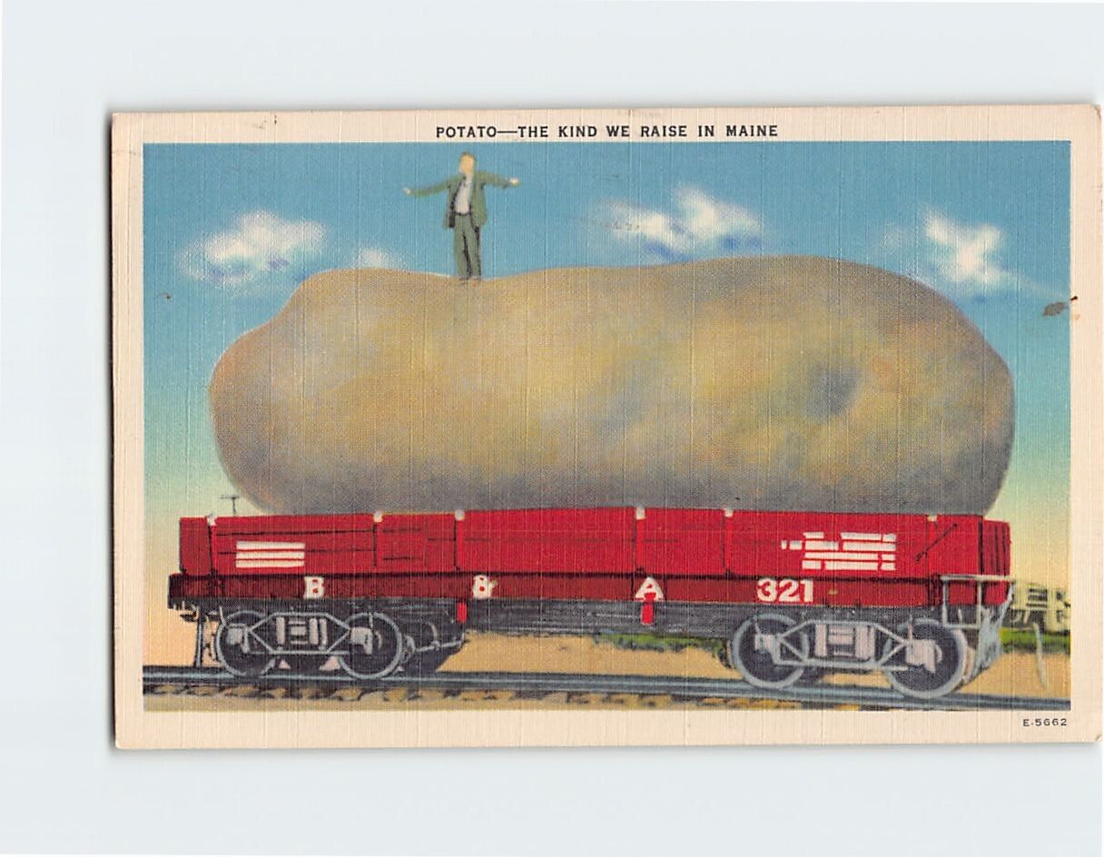 Postcard Giant Potato The Kind we Raise in Maine Humor Card