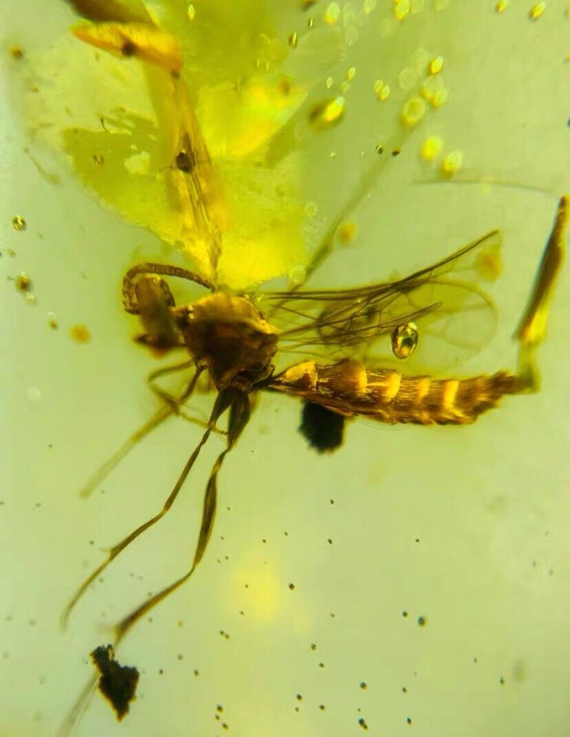 Cretaceous burmite Fossil Burmese burmite Flying Bee insect fossil amber Myanmar