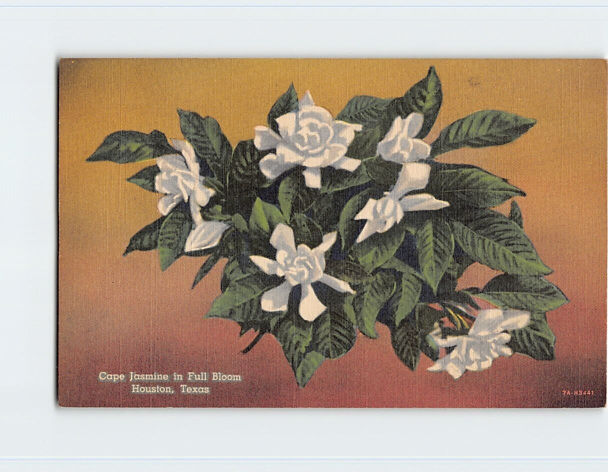 Postcard Cape Jasmine in Full Bloom, Houston, Texas