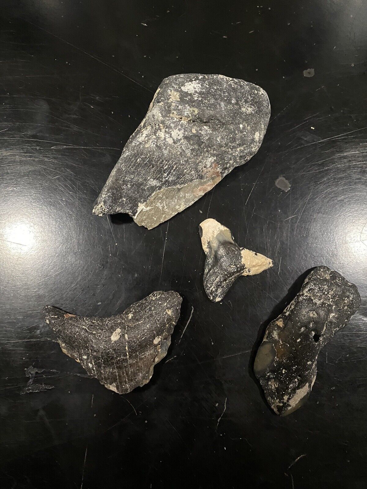 Megalodon Shark Tooth Lot Of 4. Plus One free (total Of 6)