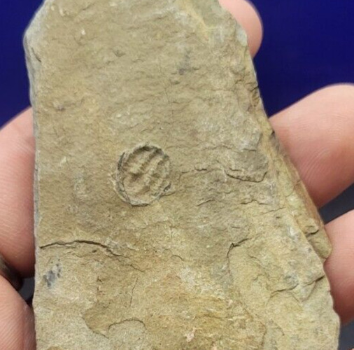 Flexicalymene Fossil Trilobite (REAL) Arnheim Formation Ohio Ordovician OT3