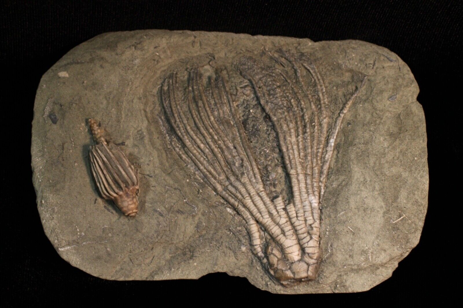 Two-Faced Fossil Crinoid, Crawfordsville, Indiana