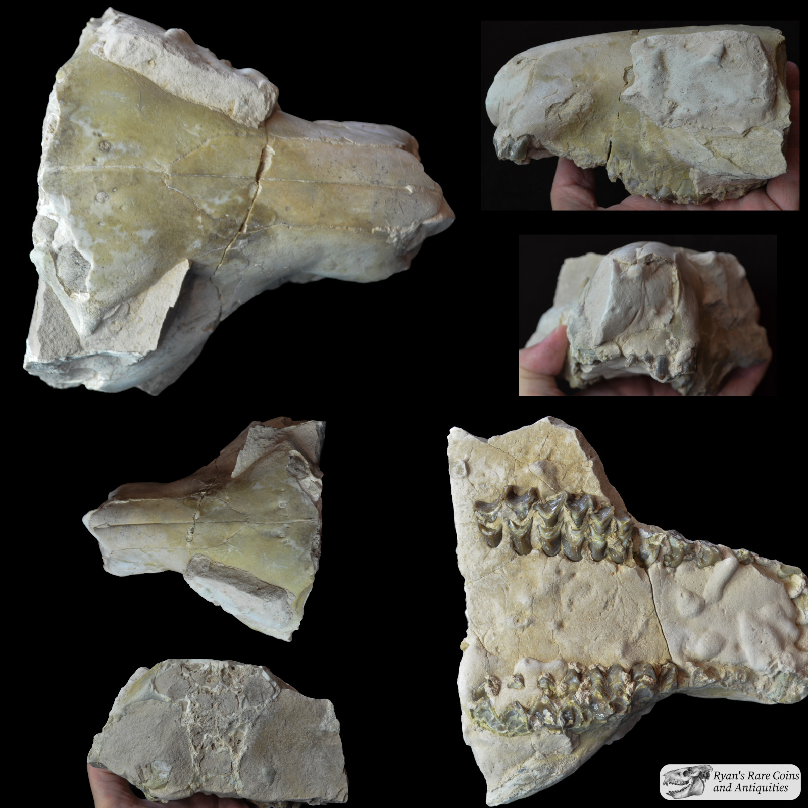Oreodont Upper Skull Unprepped, Eporeodon major, Fossil, Badlands S Dakota O1543