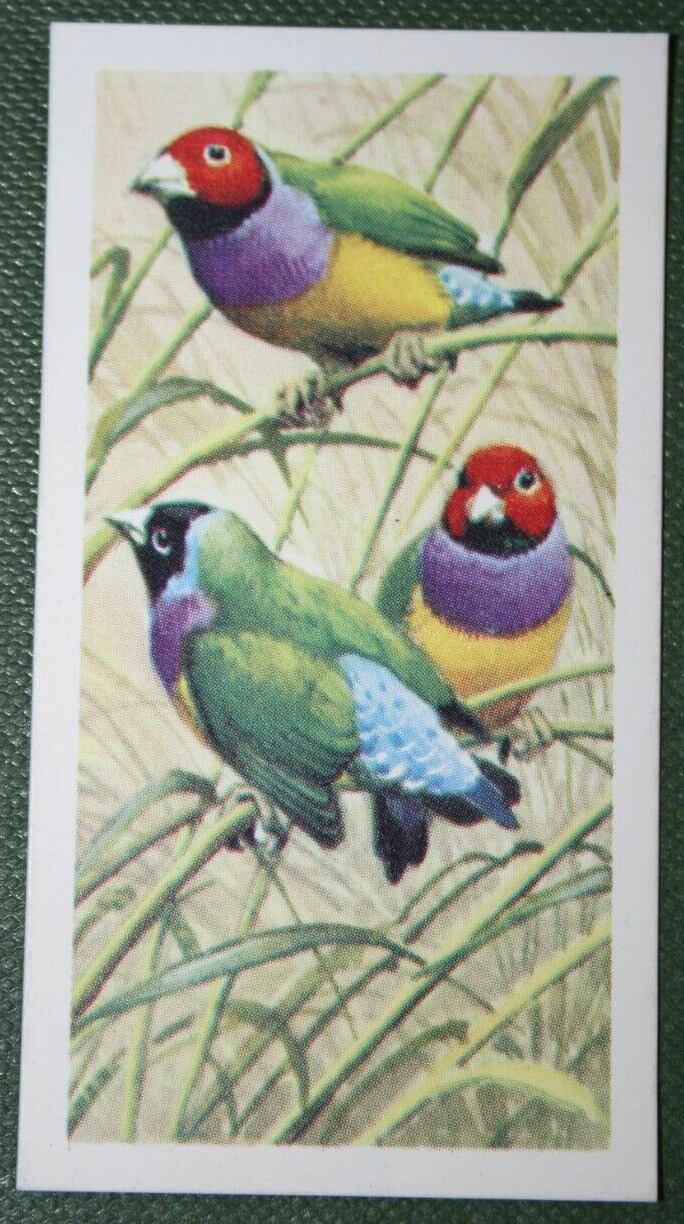 GOULDIAN FINCH  Vintage 1960\'s Illustrated Bird Card  XC17M