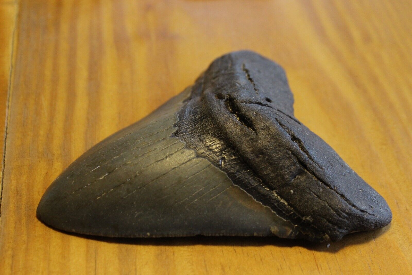 Megalodon Shark Tooth (Carcharocles megalodon) 5.00