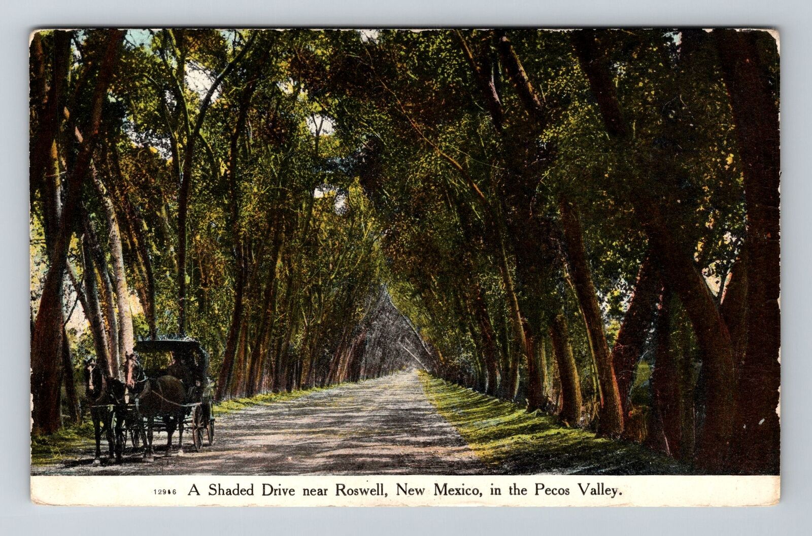 Roswell NM-New Mexico, Shaded Drive, Upper Pecos Valley Vintage Postcard
