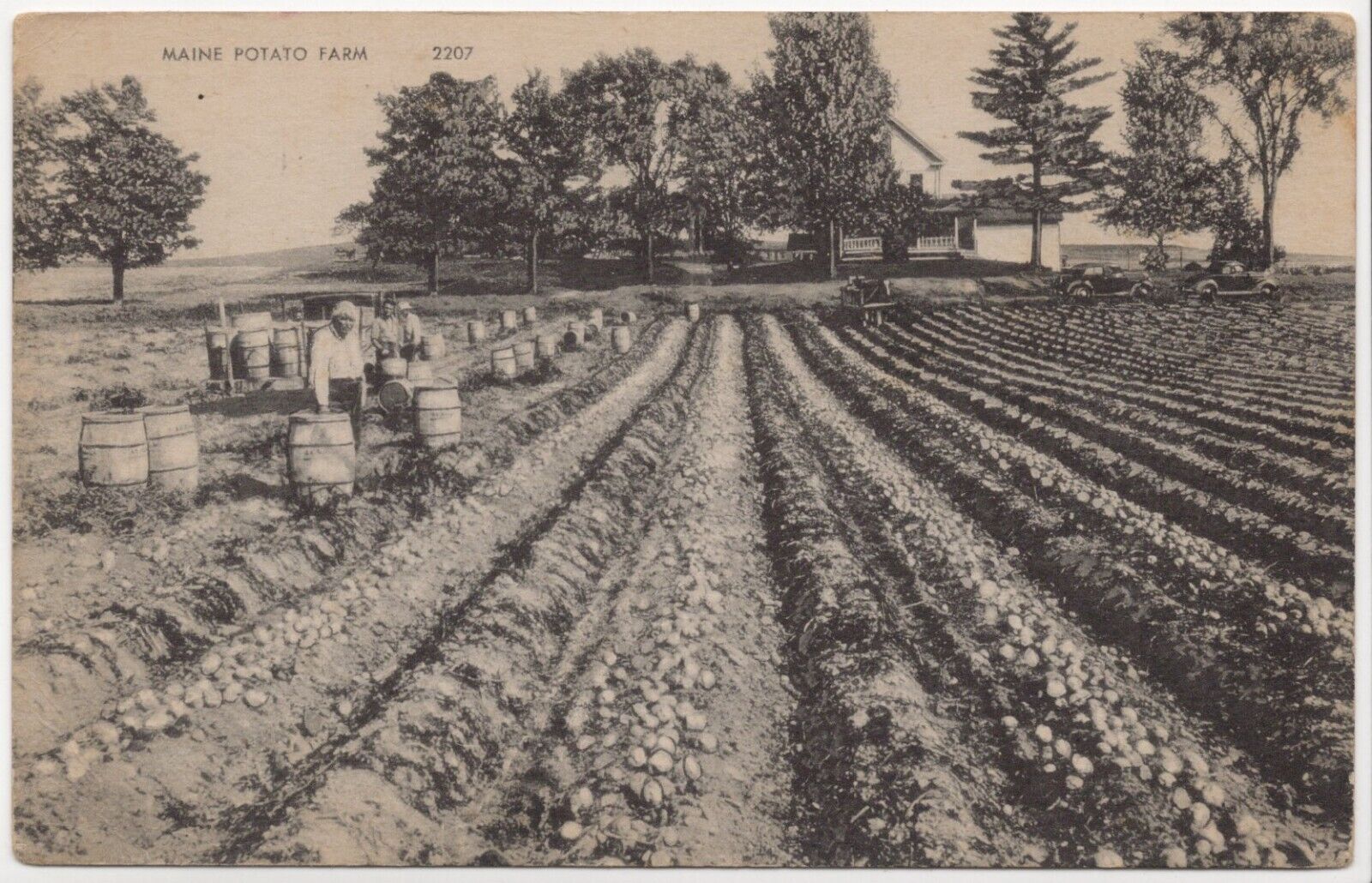 Maine Potato Farm - Farmers at Work Unposted Postcard