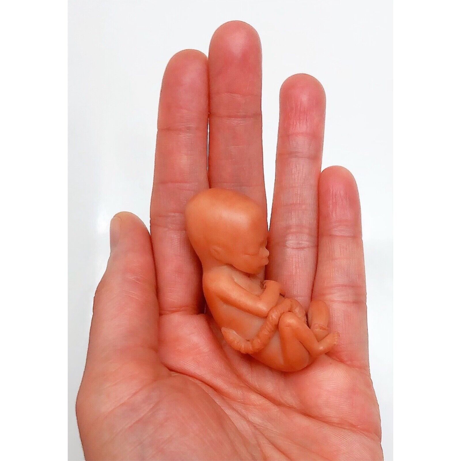 13 Weeks Baby Fetus, Stage of Fetal Development (Memorial/Miscarriage/Keepsake)