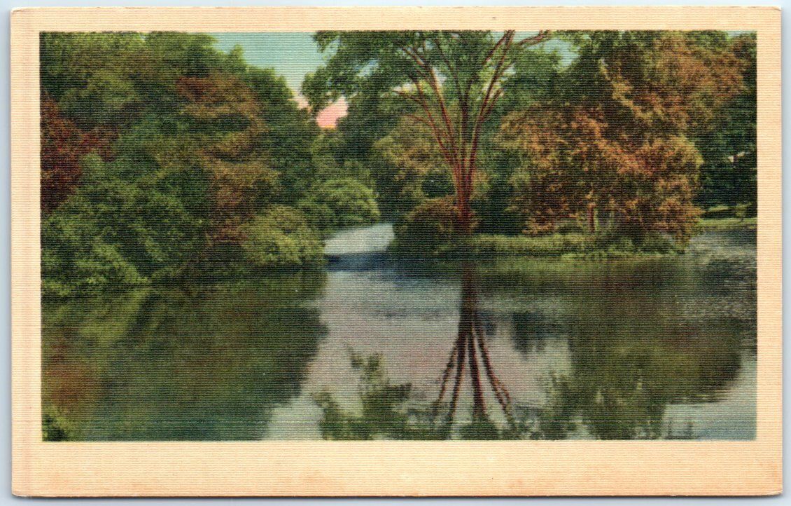 Postcard - Lake Nature Scenery