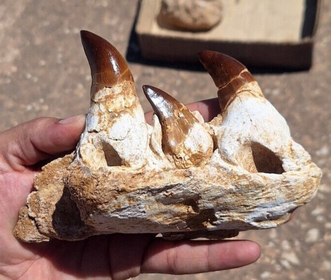 Unveiling the Ancient Predator Discover the Majestic Mosasaur Jaw from Morocco