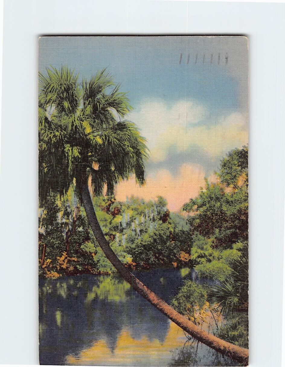 Postcard Natural Beauty in the Tropical Wonderland Florida USA