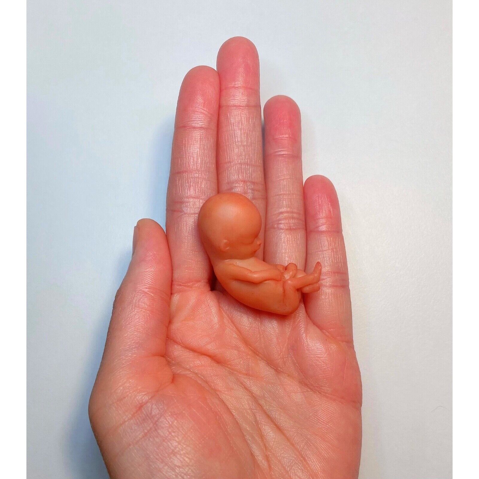 11 Weeks Baby Fetus, Stage of Fetal Development (Memorial/Miscarriage/Keepsake)