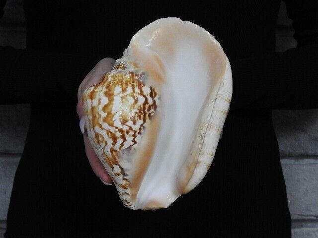 Sea shell Strombus tricornis latissimus 178mm ID#6908