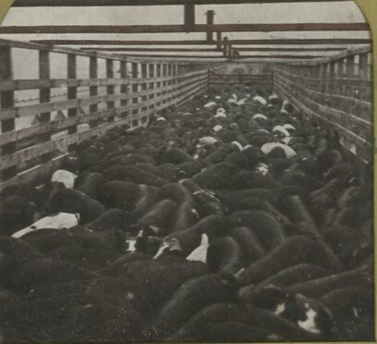 c1910 UNION STOCK YARDS CHICAGO THOUSANDS OF HOGS SLAUGHTERHOUSE STEREOVIEW 23-8