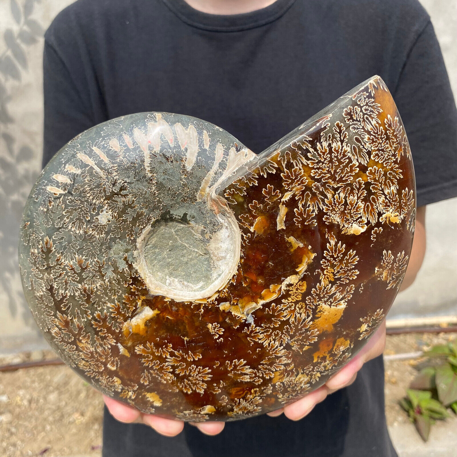 4.1lb Large Rare Natural Ammonite Fossil Conch Crystal Specimen Healing