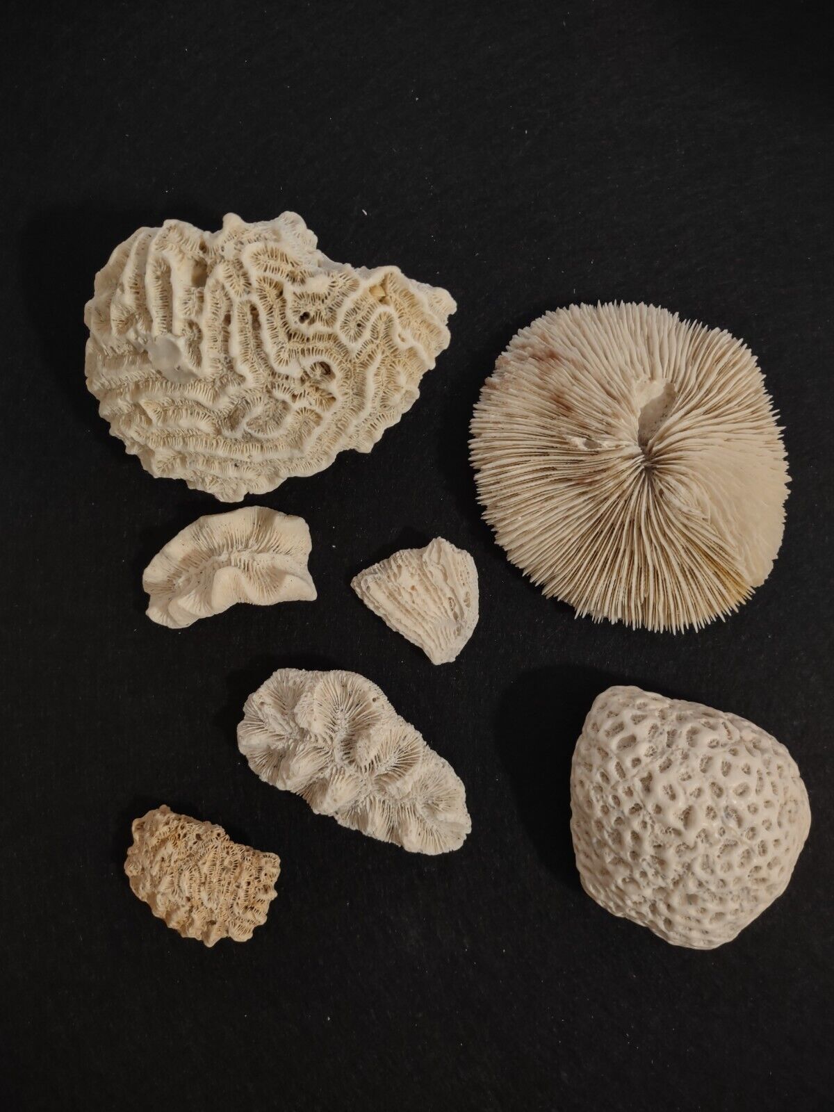 Lot Of 7 Coral Shells Variety. Brain, Mushroom Are A Few