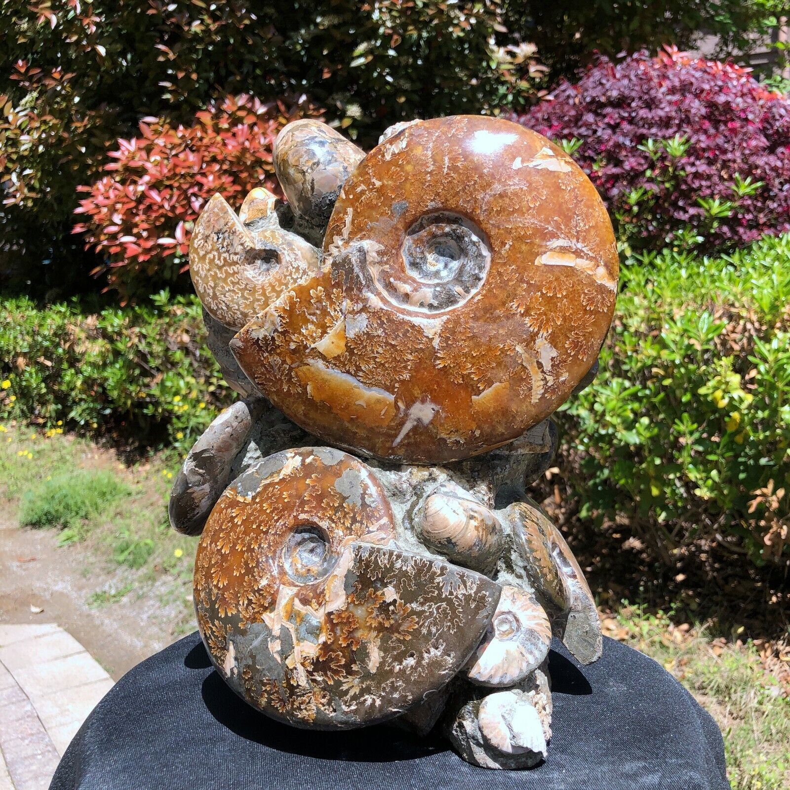 24.64LB TOP Natural Beautiful ammonite fossil conch Crystal specimen heals 1222