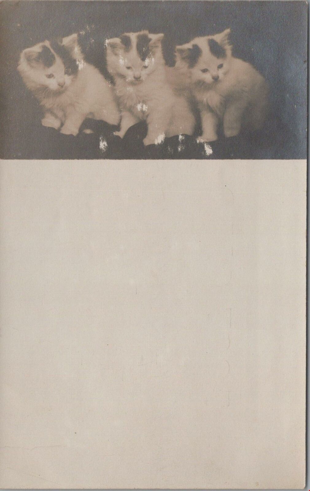 RPPC Postcard Kittens Cats White With Patches c. 1900s 