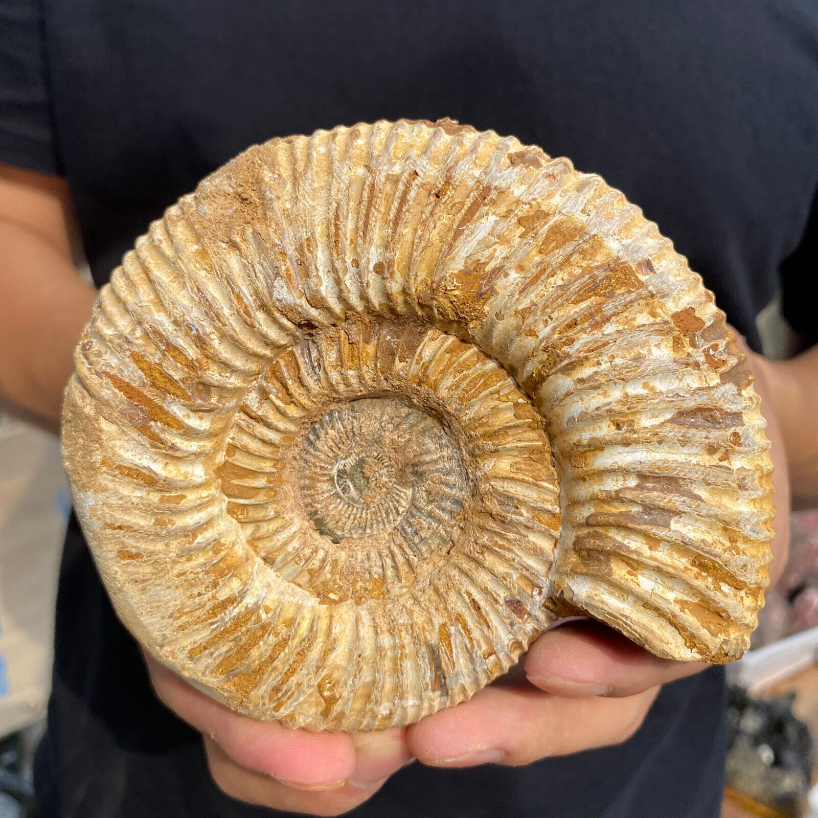 1.3lb Natural Raw Ammonite Fossil Conch Quartz Crystal Rough Mineral Specimen