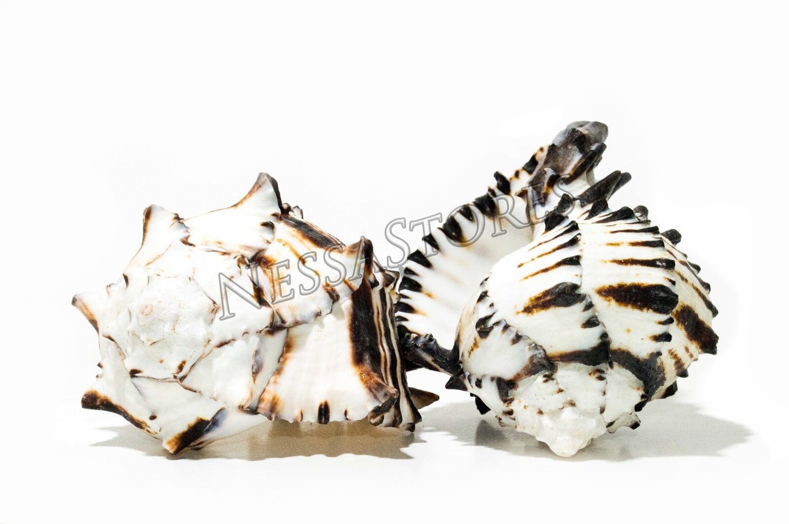 Black Murex Phyllonotus erythrostomu Hermit Crab Sea Shell  5-6