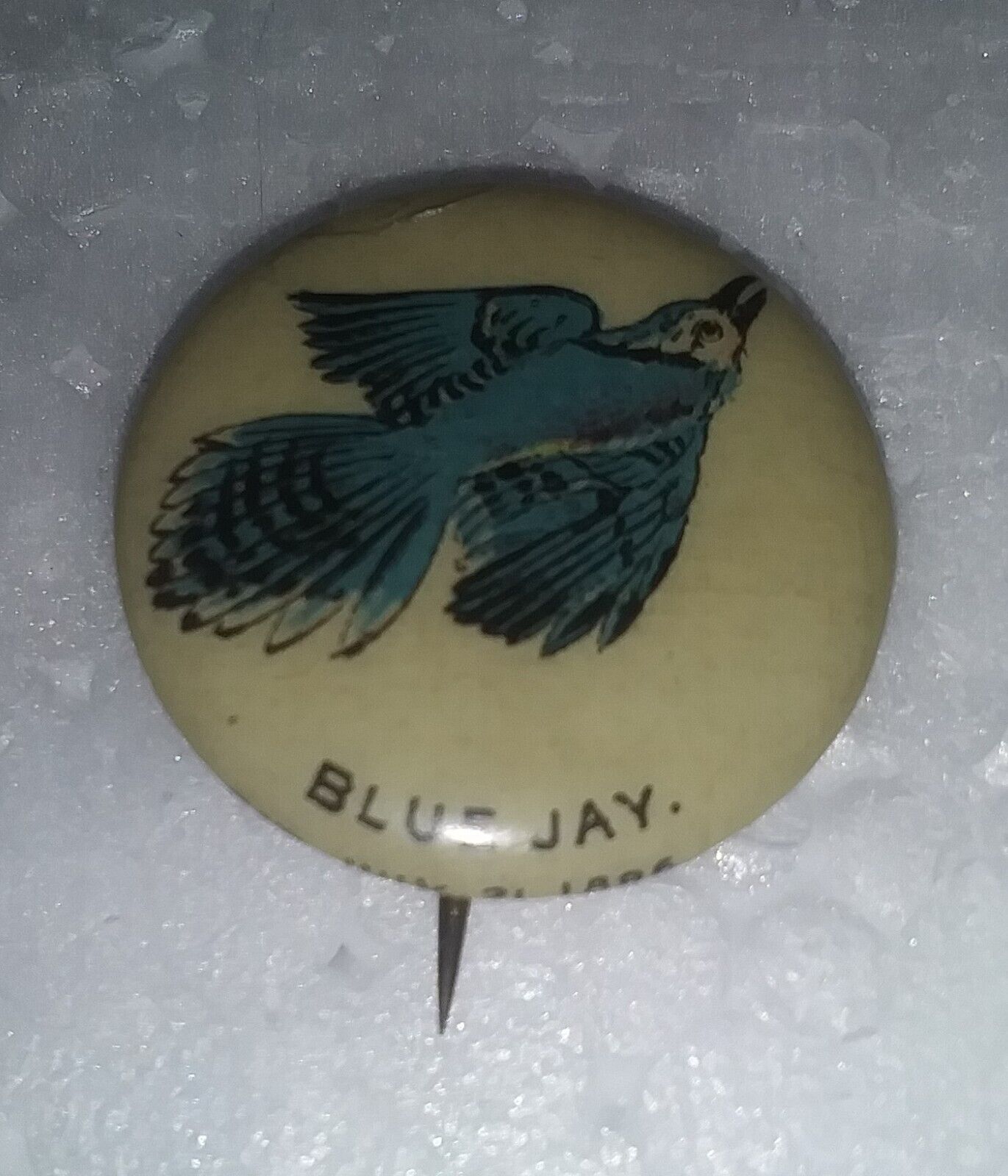 Antique 1896 Whitehead & Hoag American Pepsin Gum CO Blue Jay Pinback