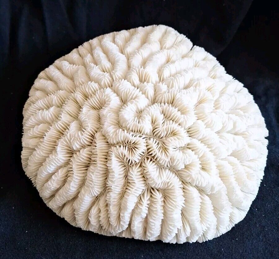 Natural White Brain Coral Specimen Fossil 7.5