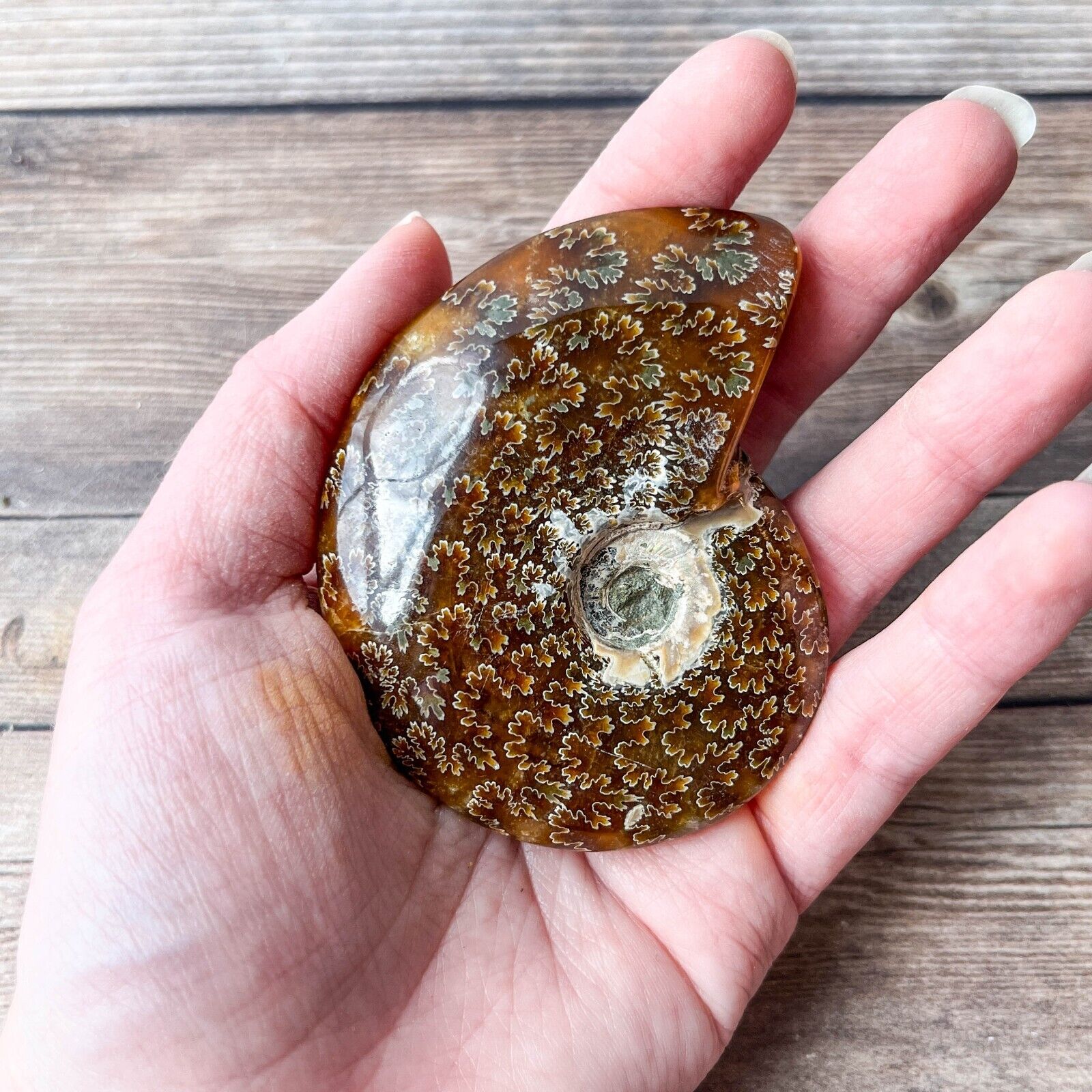Whole Ammonite Fossil Polished; 106 g Authentic Real