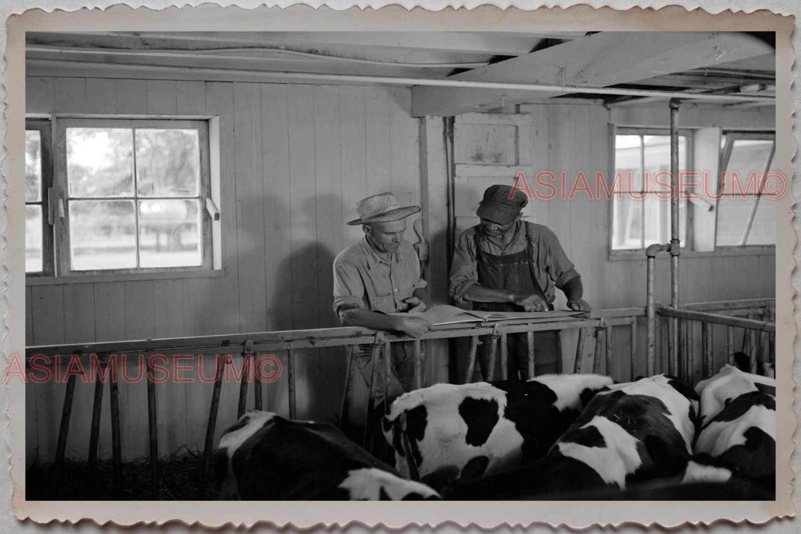 50s HUNTLEY MCHENRY KANE ILLINOIS WORKER MILK COW VINTAGE USA Photograph 12052