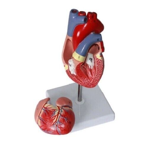 Human Heart Model Cardiovascular System Life Size Teacher Educational Numbered