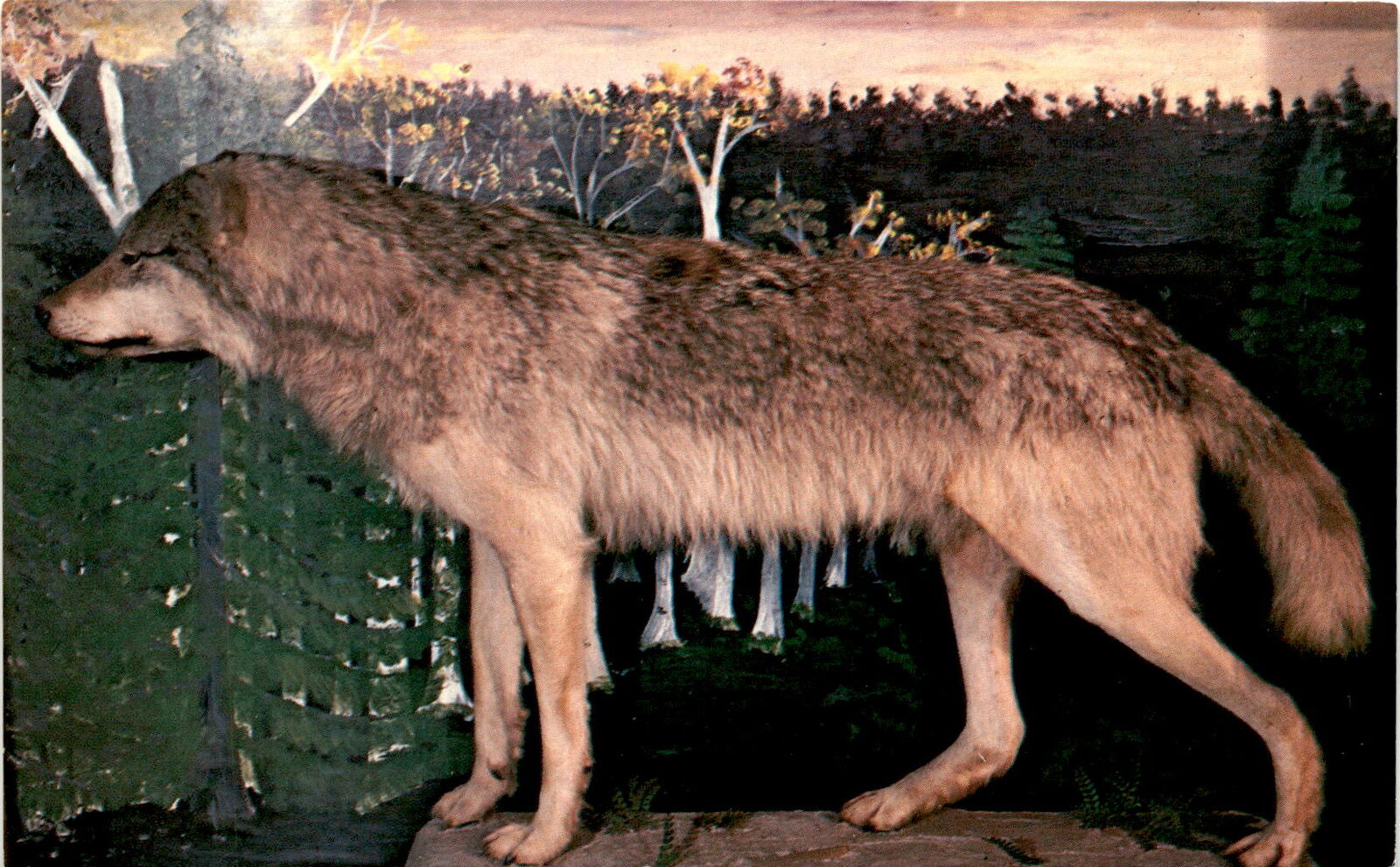 Timber wolf Wisconsin Postcard Conservation efforts Endangered Postcard