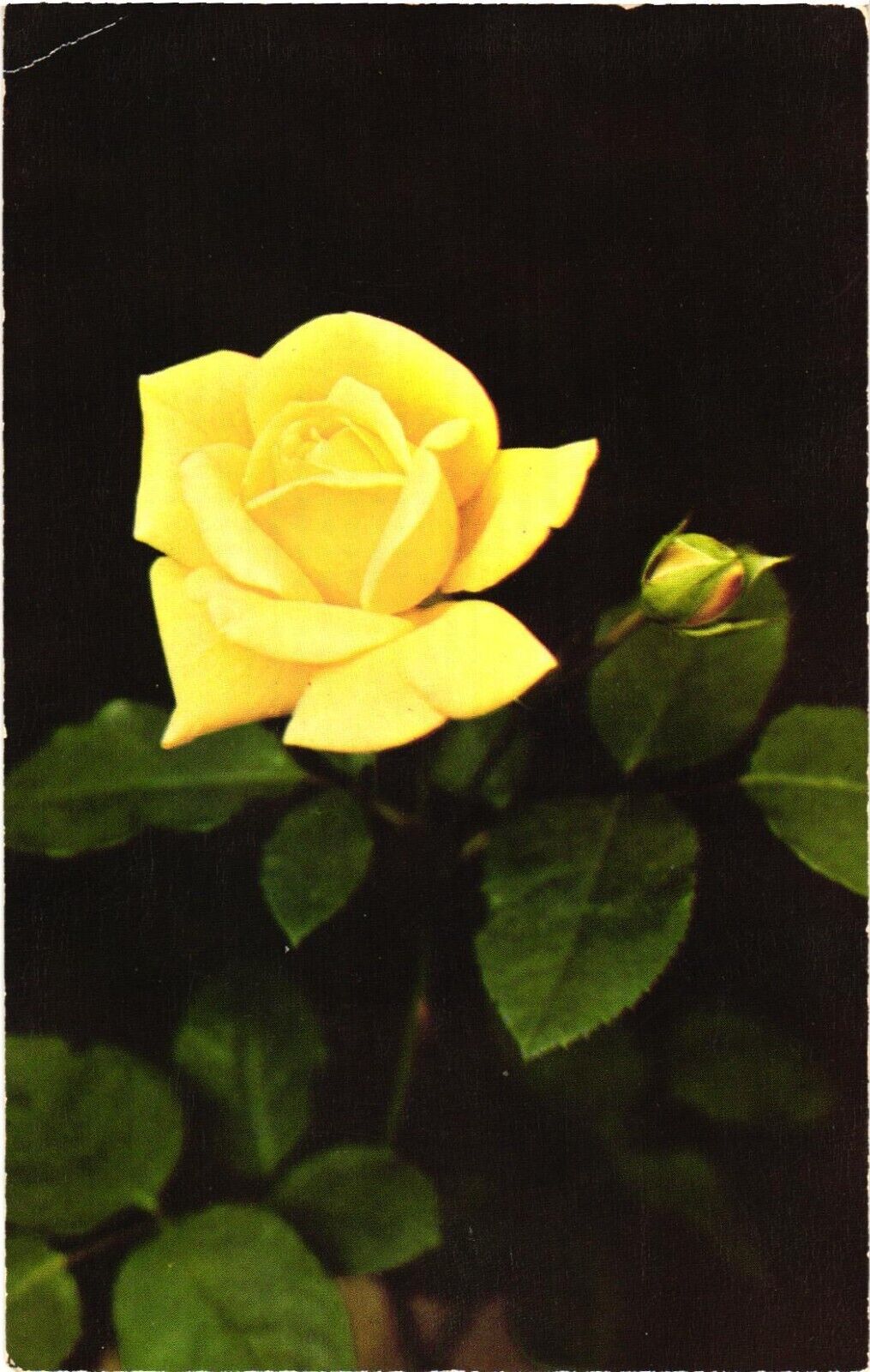 A Beautiful Yellow Hybrid Tea Rose Postcard