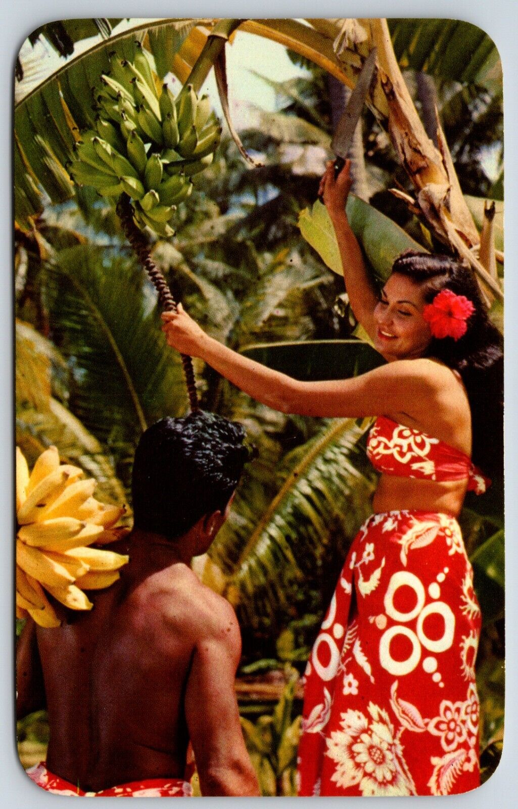 Postcard Gathering Bananas Hawaii Unposted