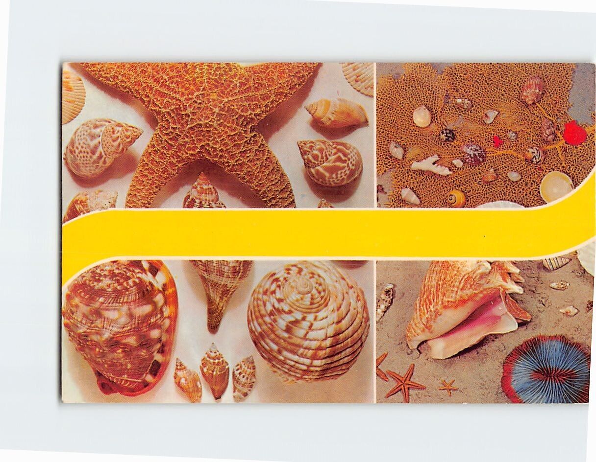 Postcard Sea Shells