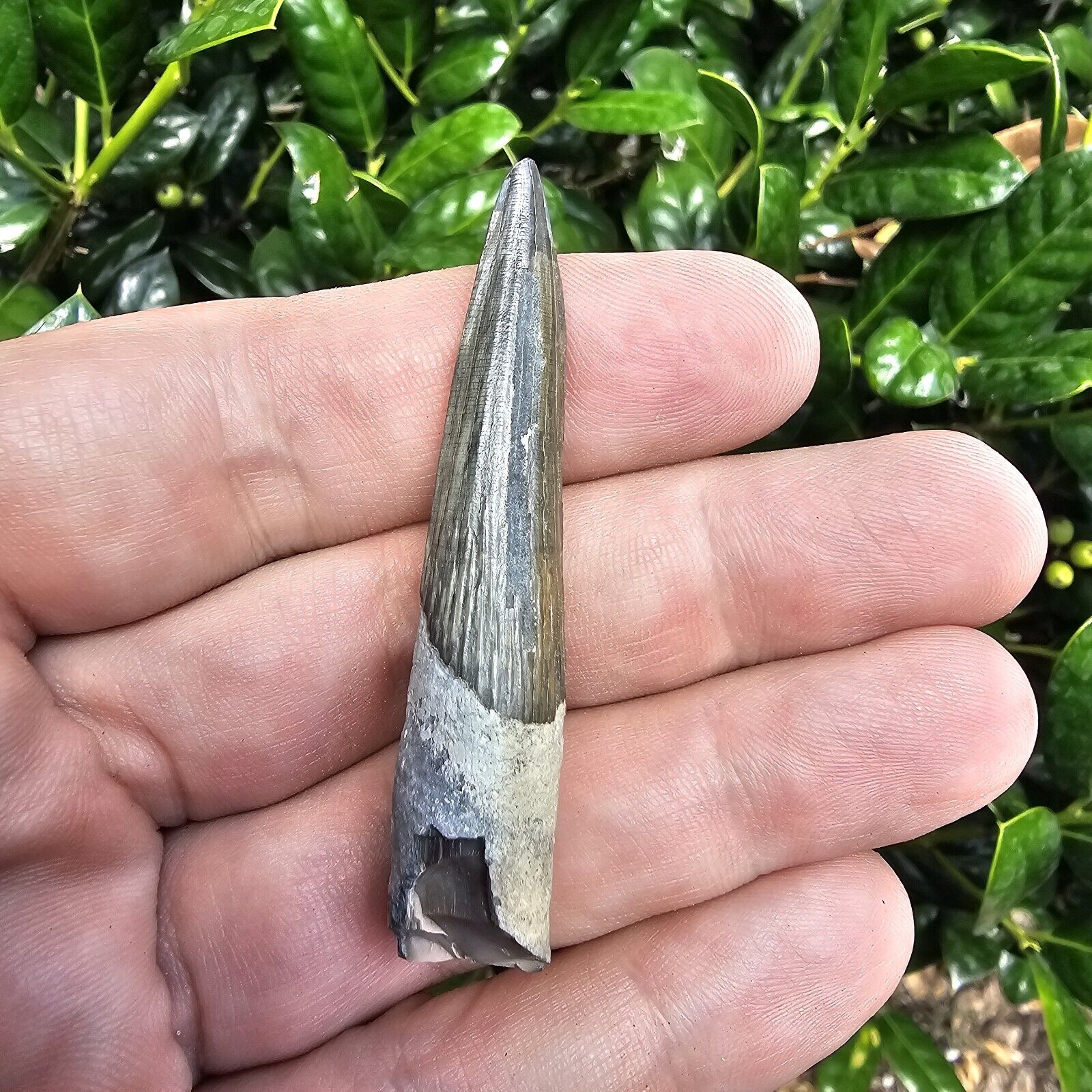 Lee Creek Squalodon Fossil Tooth North Carolina Odontocete