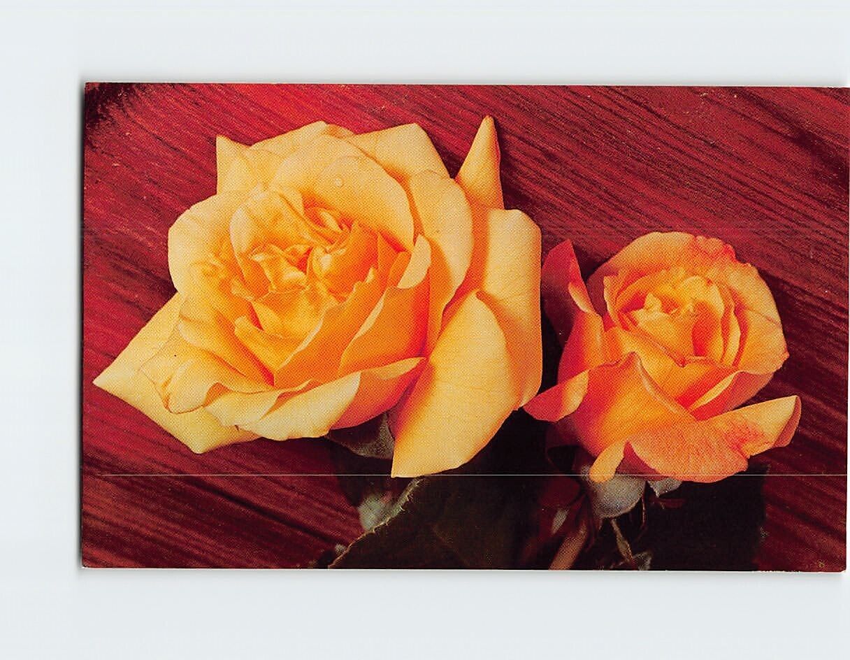 Postcard Beautiful Roses in Full Bloom