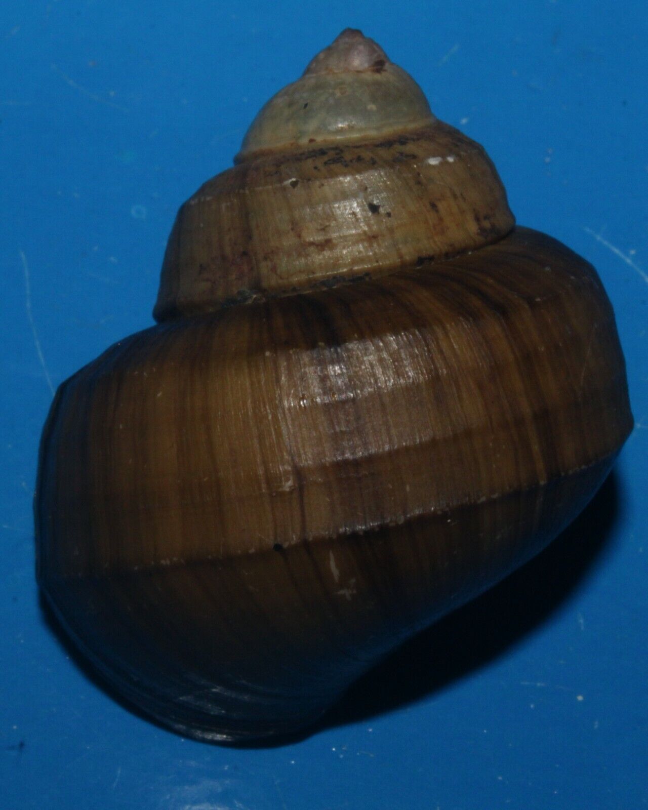 Tonyshells Freshwater Snail Viviparus Mearnsi misamisensis 39mm F+++ Superb